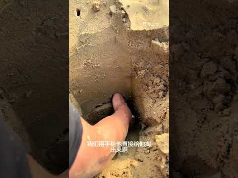 Uncover the Secret Hole: How to Identify the Best Clam King - Quick Tips