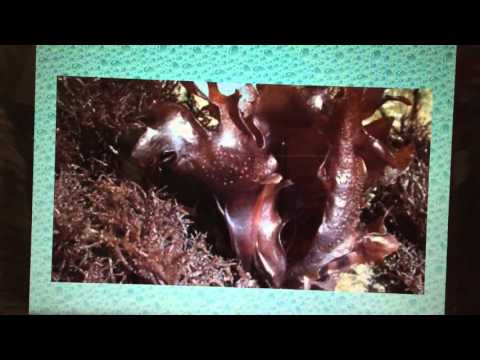 Seawater Composition Part 1