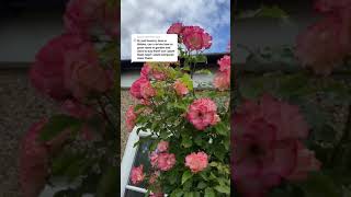 howto grow a beautiful rose bush! Remove the dead flowers to generate new ones