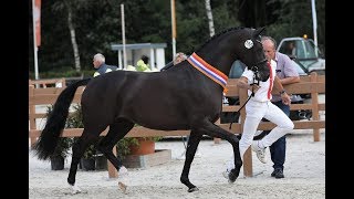 Une fille de Galaxie remporte le Championnat néerlandais des 3 ans