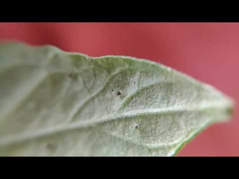 トマトの葉:蚊の家庭薬 ライフスタイル