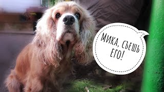 МИКА, СЪЕШЬ ЕГО!!!! 😯