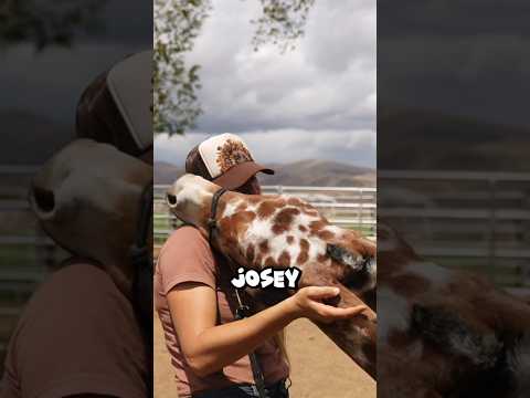 3 Tips For Training Mules #horse #mule #donkey #horsetraining #muletraining