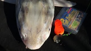 WHEN STURGEON DO ... 'CRACK' !