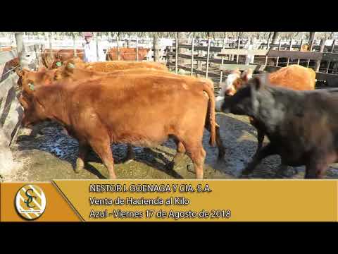 17-08-18 Venta de Gordo - Nestor I. Goenaga y Cía. S.A. - Azul