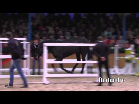 Schockemoehle Hengstkollektion 2014 Diatendro deutsch