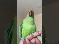 Kiwi Parrot Sound Shorts