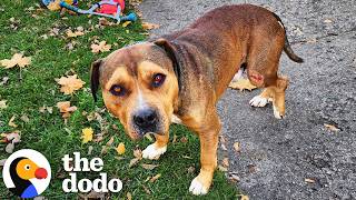 Injured Pittie Somehow Finds The One Person Who Could Help | The Dodo