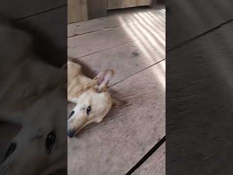 siesta colectiva en el llano#perros #cerdo #siesta #vidadecampo  #vichada #granja #descanso #humor