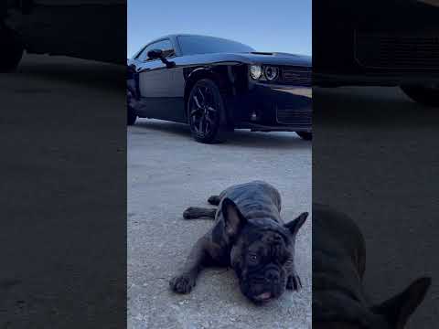 Top Shelf Window Tint in Northwest AR. XR Plus Ceramic Window Tint 🔥