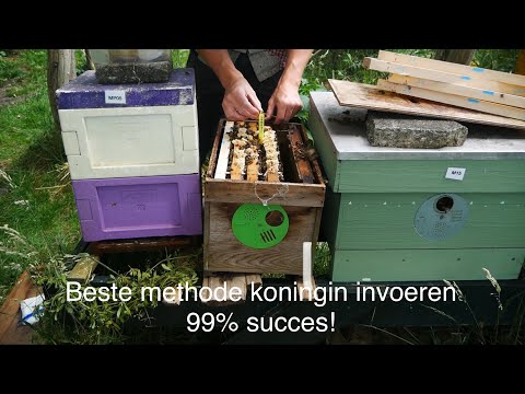 Beste manier koningin invoeren | uitlegvideo | #bijen #koninginnenteelt