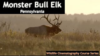 Big beautiful bull elk, bugling