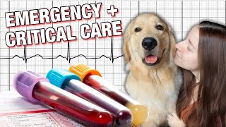 A WEEK AS A FINAL YEAR VET STUDENT: emergency and critical care rotation 🏥🐾