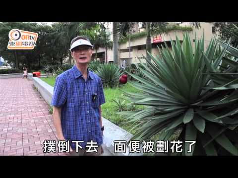 劍麻