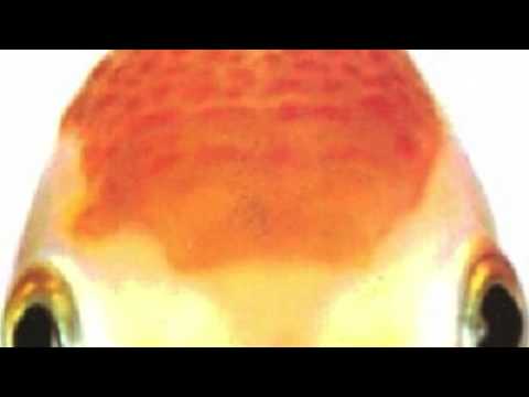 ALTROCANTO (La Tribù Acustica)- Il delirio del palombaro (inedito 2005)