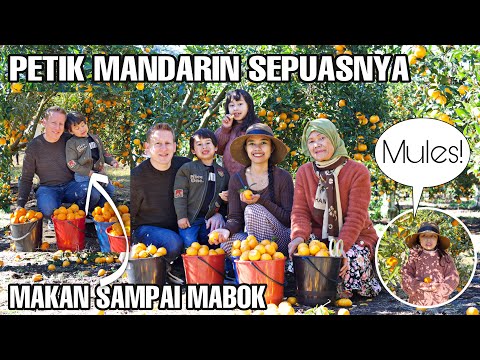 panen-buah-mandarin-sepuasnya-makan-sampai-mules-dan-mabok