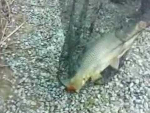 Crap Romanesc Prins la undita  cu fir de 0.14  pe balta Corbeanca