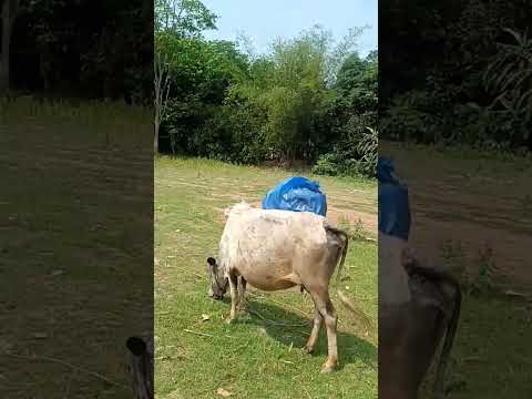 Nature #47803 #love #lifeisbutadream #4577