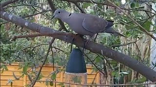 A collared dove sitting in the tree #birds #birdlifeoutdoors #collareddoves #doves #dovebirds