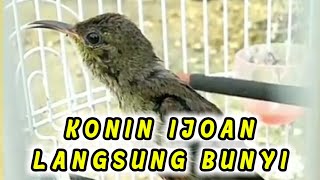 Download lagu SUARA KOLIBRI NINJA IJOAN AGAR CEPAT BUNYI mp3