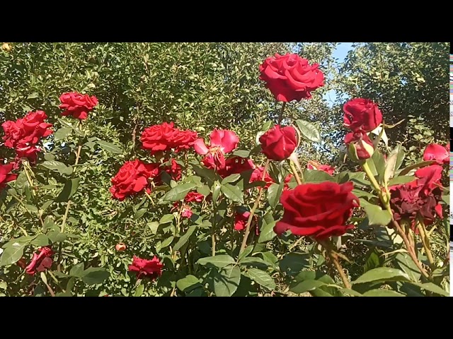 Роза Блэк Мэджик.Одна из красивейших роз.Прлучила награду Золотая роза.
