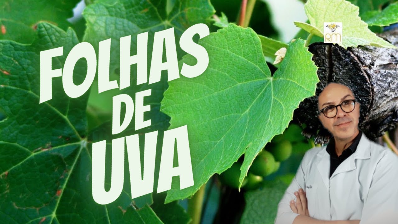 Watch Now FOLHAS DE UVA -|DEPURATIVA |LAXANTE |CORAÇÃO |MÚSCULOS |AFTA |CARTILAGEM |GENGIVITE |DORES |VARIZES. FOLHAS DE UVA -|DEPURATIVA |LAXANTE |CORAÇÃO |MÚSCULOS |AFTA |CARTILAGEM |GENGIVITE |DORES |VARIZES.