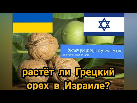 Растёт ли Грецкий орех в Израиле?טוט אַ וואָלנאַט וואַקסן אין ישראל?