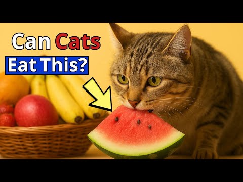 WHAT FRUITS CAN CATS EAT? A SAFE GUIDE FOR PET OWNERS