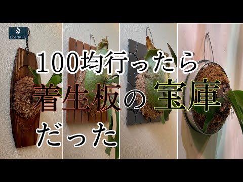 光沢のある盾シダ、葉状の盾シダ 植物