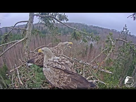 Jūras ērgļi (Haliaeetus albicilla) Durbē