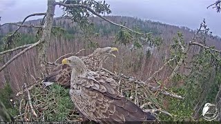 South Kurzeme Municipality · Aizpute · Jūras ērgļi (Haliaeetus albicilla) Durbē · LDF tiešraide live stream