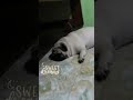 Why Pugs Are Lazy Pt 2 Shorts