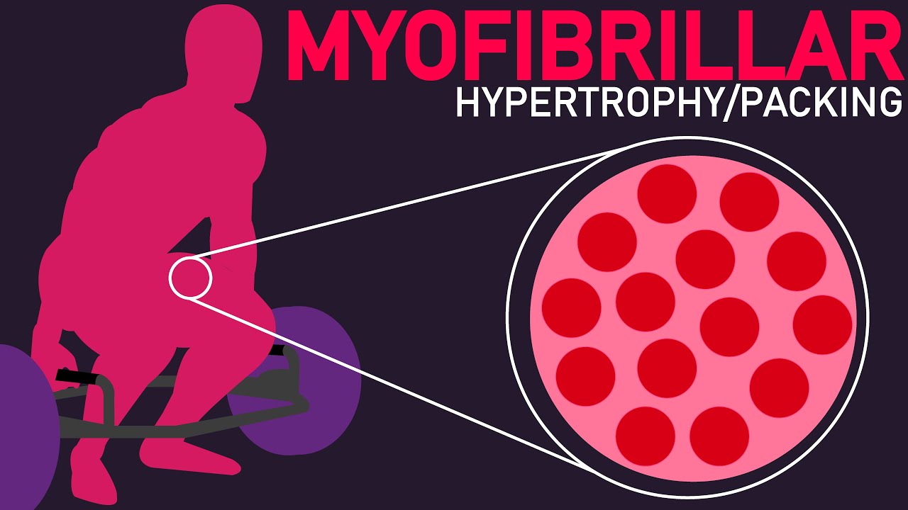 Stronger and Bigger Muscles (Myofibrillar Packing/Hypertrophy)