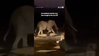 Three men lift a calf from a trough, then his mother appears 🐘❤️  #ElephantRescue #WildlifeRescue