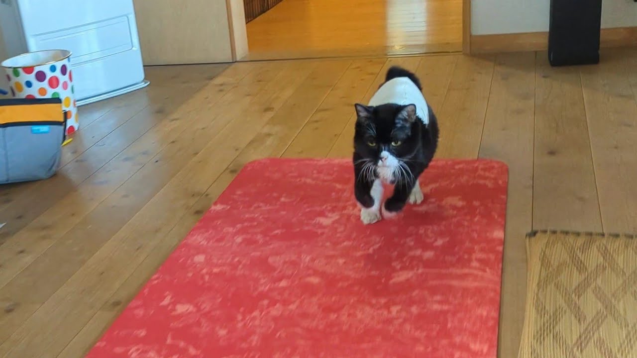 のんびり屋の猫が本気で走ったらこうなります