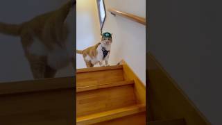 ルイージが散歩🐈✨　#かわいい #cat #もんちゃん #cute #猫動画 #ねこ #ネコ #猫のいる生活 #元野良猫 #保護猫 #マリオ #ルイージ  #猫の散歩 #cutecat