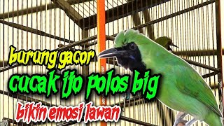 Download lagu Suara kicauan burung hijau, paruh burung gacor yang terbuka, membangkitkan emosi lawan. mp3 Download lagu Suara kicauan burung hijau, paruh burung gacor yang terbuka, membangkitkan emosi lawan. mp3