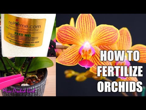 Orchid Care for Beginners - How to fertilize Phalaenopsis Orchids & chose the best Orchid food