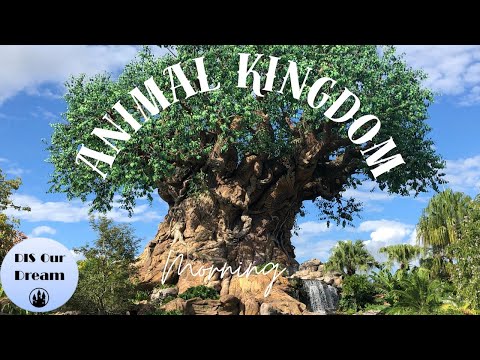 Live webcam of DIS Our Dream