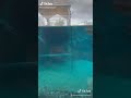 How Crocodile Swim Float Under Water