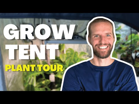 Full Grow Tent Plant Tour Featuring Rare Aroids & Hot Peppers!