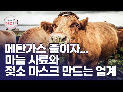 , title : '메탄가스 줄이자...마늘 사료와 젖소 마스크 만드는 업계'