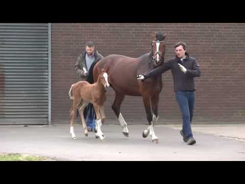 05 Stutfohlen von Top Gear