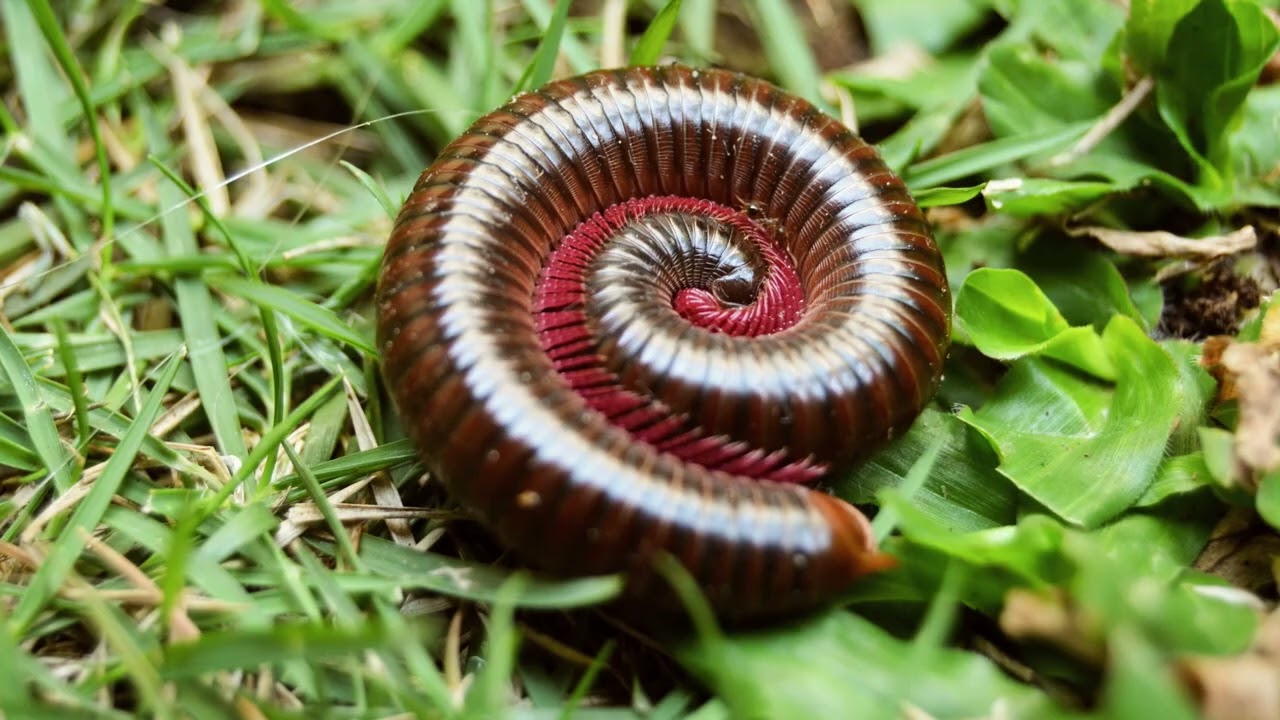 Subphylum Myriapoda Part 2: Diversity of Centipedes and Millipedes
