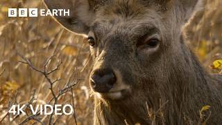 Tense Sika Deer Battle for Dominance | 4K UHD | Wild Japan | BBC Earth
