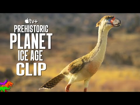 Terror Birds Outsmart Giant Smilodon | Prehistoric Planet: Ice Age | OFFICIAL CLIP