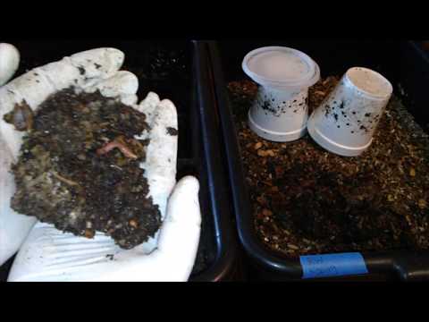 Red Wiggler Worm Harvest: Bait Cups & Horizontal Migration - Ep 7