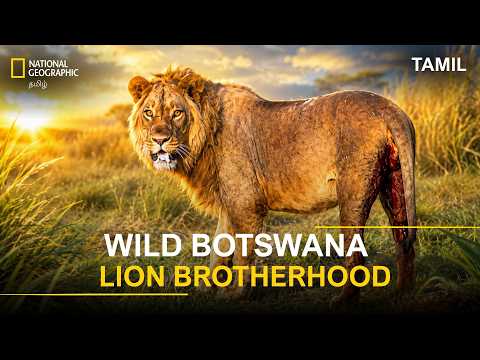 Wild Botswana Lion Brotherhood