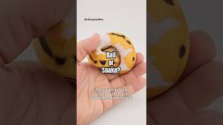 Why do snakes roll into a ball? Ball python defense mechanism.