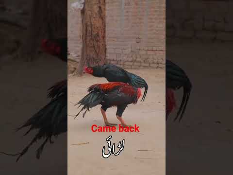 ladai ki video/aseel murga ki ladai video